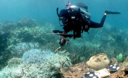 A scuba diver examining coral underwater